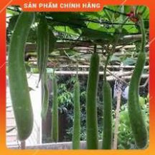 BẦU SAO TRÁI DÀI F1