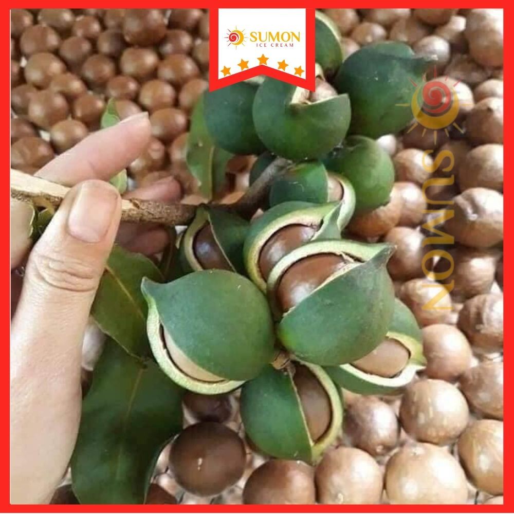 hạt macca nứt vỏ SUMON hat macca hạt macca tách MS10 (500gram)