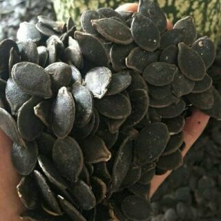 500g - 1kg hạt bí mèo đen hạt sống