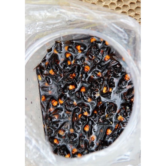 Ong vò vẽ dùng ngâm rượu