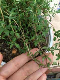 Cây Thyme - Cỏ Xạ Hương
