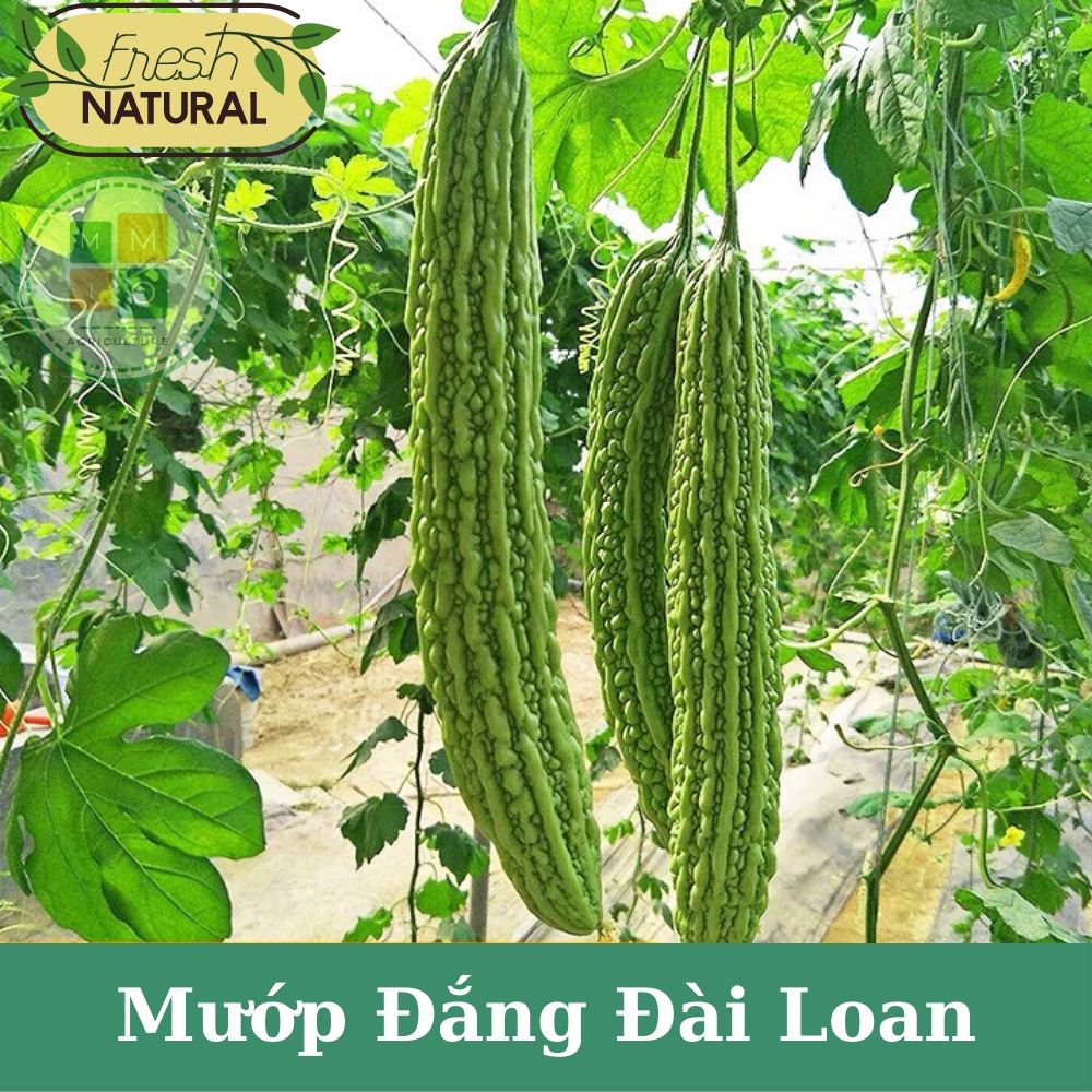 Hạt giống mướp đắng xanh siêu trái Đài Loan
