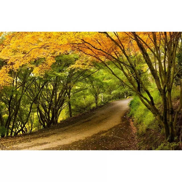 Tranh dán tường 3D 80x60 cm