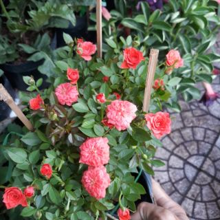 Hoa hồng các loại chậu 6