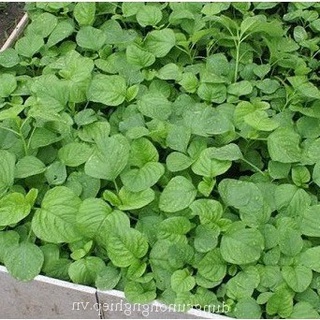 Hạt giống rau dền xanh (tặng kèm phân)