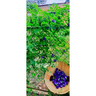 10g hoa đậu biếc khô + tặng hạt