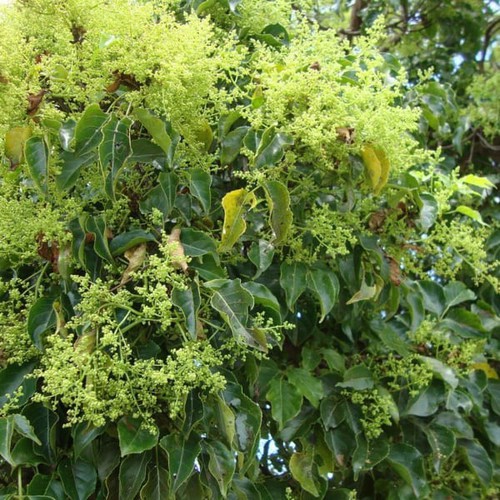 CÂY NHỘI GIỐNG -cam kết giống chuẩn đảm bảo