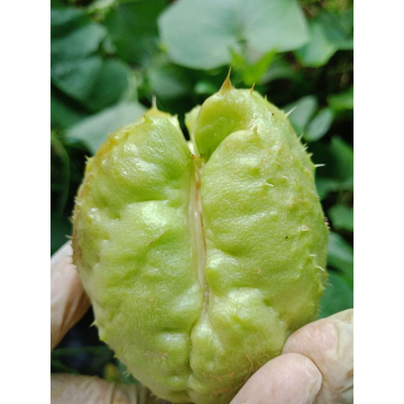 6 quả SuSu giống.