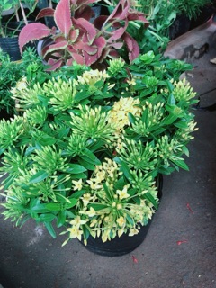 Chậu hoa trang thái màu vàng