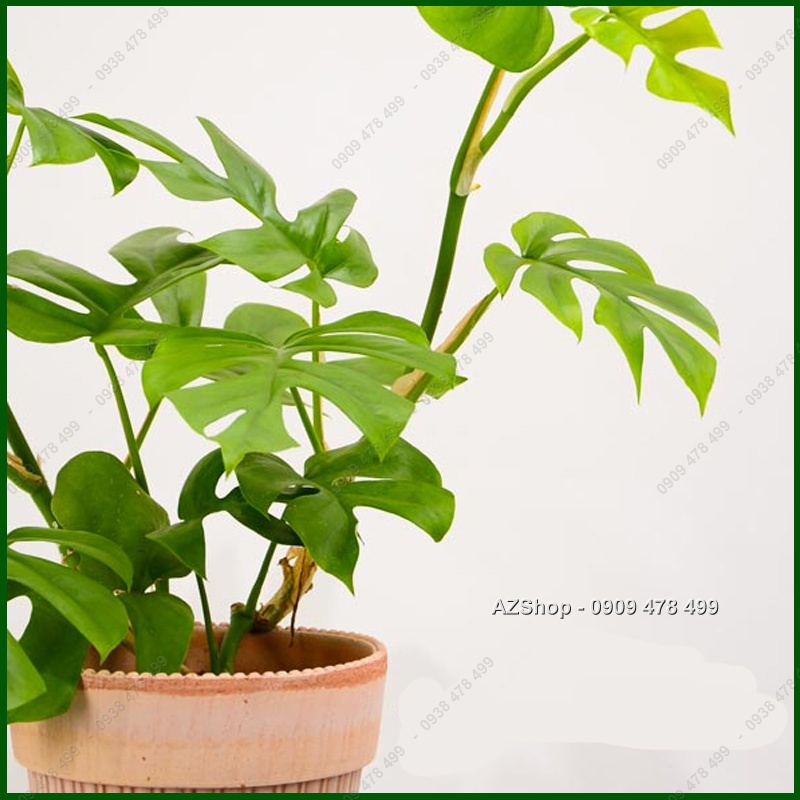 Cây Trầu Bà Lá Xẻ Thân Leo Monstera Mini - Kiểng Lá Trang Trí