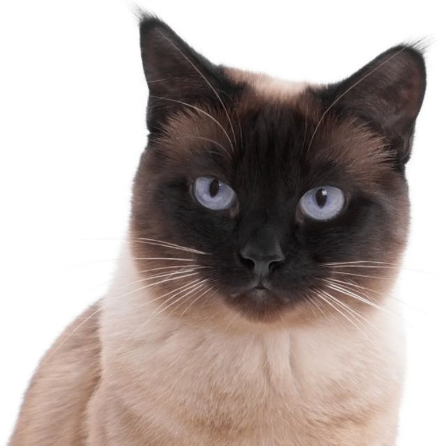 bachhoa.kitty