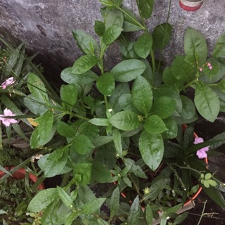 Cây sâm đất( cây chuyển như ảnh cuối)