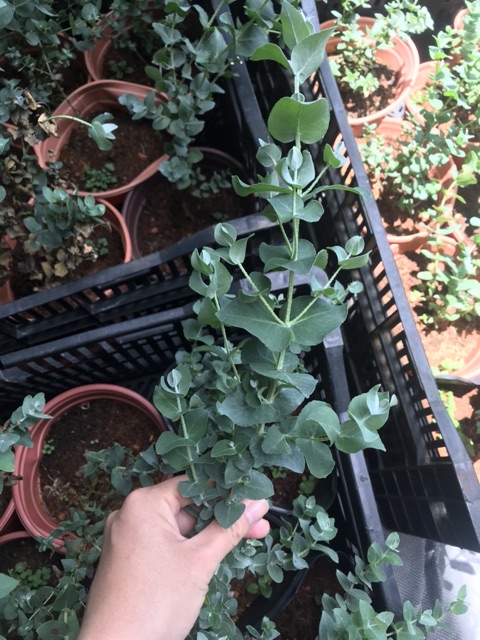 Chậu cứng khuynh diệp lá bầu - Eucolyptus Gunnii