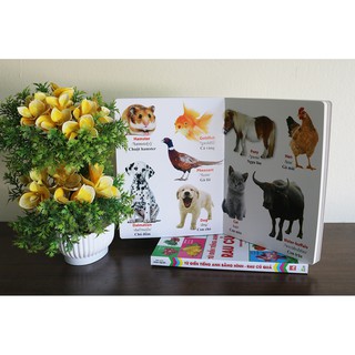 Tiếng Anh Bằng Hình - Động Vật