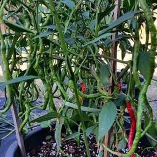 (200-300 hạt) Hạt giống ớt tóc dài hair pepper chilli)