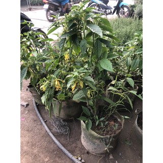 Cây Hoàng Lan ( Lan Công Chúa) nhiều hoa và rất thơm