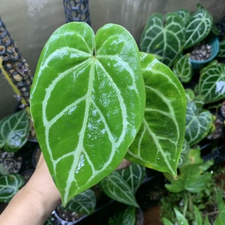 Anthurium Crystallinum size trung