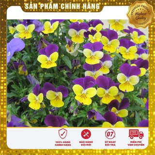 BỘ gói hạt giống PANSY