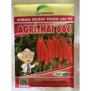 Hạt giống ớt chỉ thiên lai f1 agrithai 666