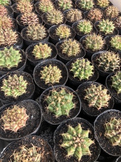 Gymno gieo hạt