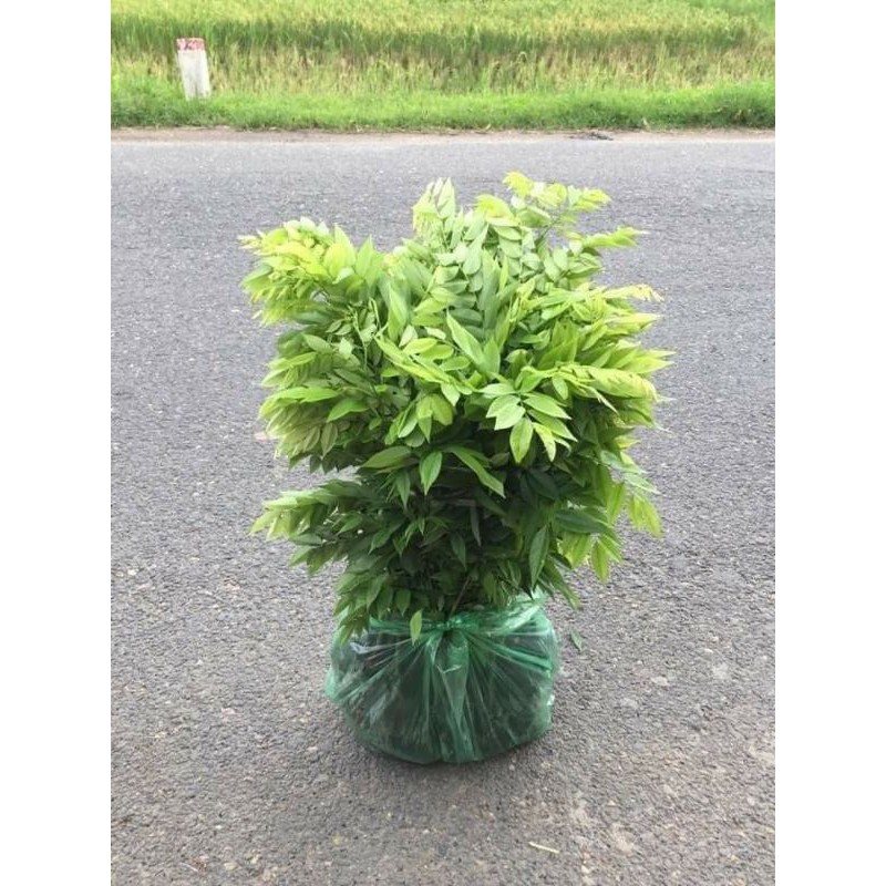 Combo 10 cây giỗ sưa siêu lõi