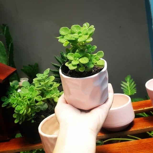 Chậu Sứ Mắt Na Bát Tràng Trồng Cây Cảnh Để Bàn, Sen Đá, Xương Rồng, tiểu cảnh terrarium