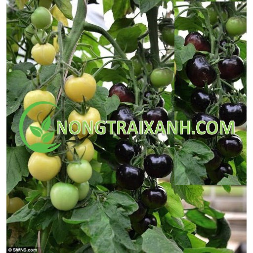 80H - HẠT GIỐNG CÀ CHUA ĐEN