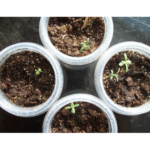 Hạt Giống Hương Thảo Rosemary (50 Hạt) - Dễ Trồng, Gia Vị Thơm, Đuổi Muỗi - MUA 3 TẶNG 1 CÙNG LOẠI