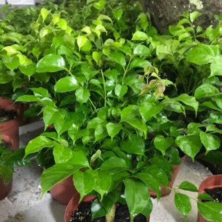 Cây hạnh phúc cao 40cm ( chậu nhựa )