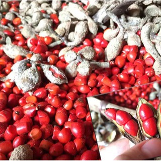 100g HẠT DỔI NẾP LOẠI ĐẶC BIỆT