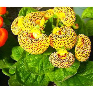 HẠT GIỐNG HOA HUYỀN SÂM
