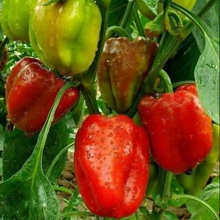 HẠT GIỐNG ỚT CHUÔNG THÁI MIX