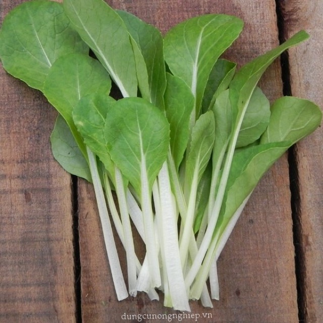 Hạt giống cải thìa cộng trắng, cải bẹ cộng trắng