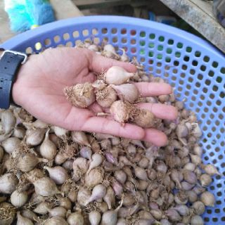 [1kg Tỏi cô đơn] Đặc sản Sơn La