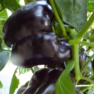 Hạt giống Ớt ngọt đen - Gói 5 hạt