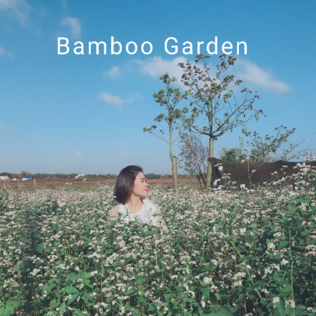 Hạt giống hoa Tam giác mạch - Bamboo Garden