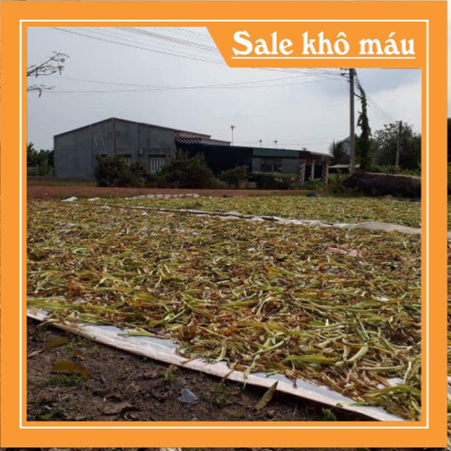 1kg Trinh Nữ Hoàng Cung, thảo dược quý hỗ trợ rất tốt cho chứng đau khớp, chấn thương, tụ máu