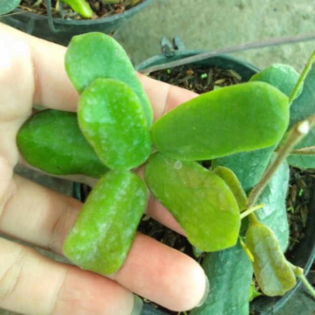 CẨM CÙ LÁ VUÔNG