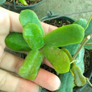 CẨM CÙ LÁ VUÔNG