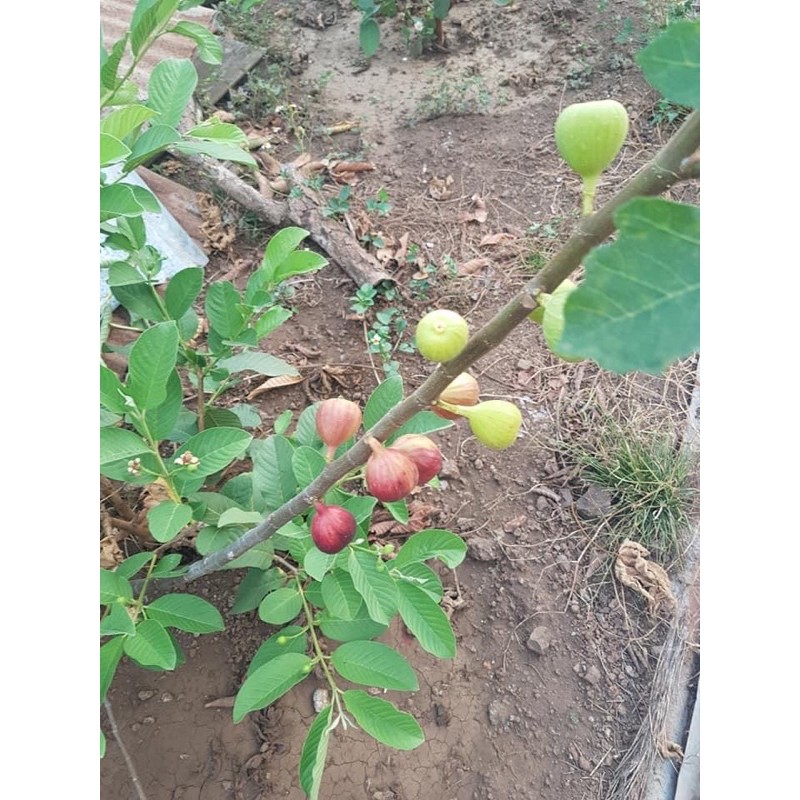 cây giống sung mỹ( sung camy)