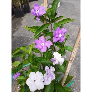 Cây hoa nhài Nhật