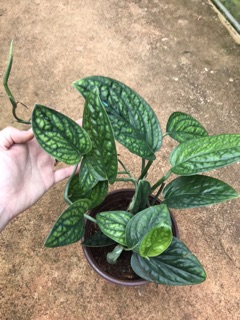 Chậu Trầu bà hạnh phúc - Monstera Peru