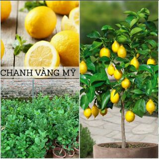 Cây giống chanh vàng Mỹ