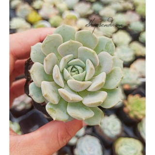 cây sen đá louise (Echeveria Louise)