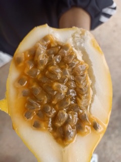 Chanh leo vàng ngọt colombia