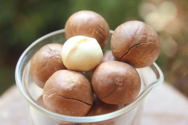 1kg hạt Macca daklak size to (22-26) đã sấy nứt ăn ngay (2 túi 500g) | BigBuy360 - bigbuy360.vn