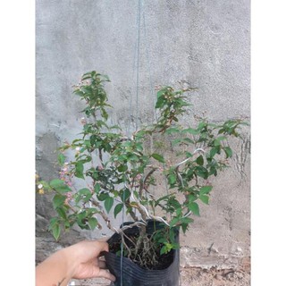 hồng ngọc mai bonsai đẹp