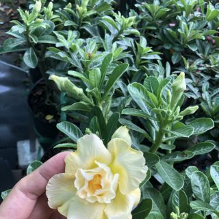 CÂY SỨ THÁI (hoa đẹp, nhiều loại)