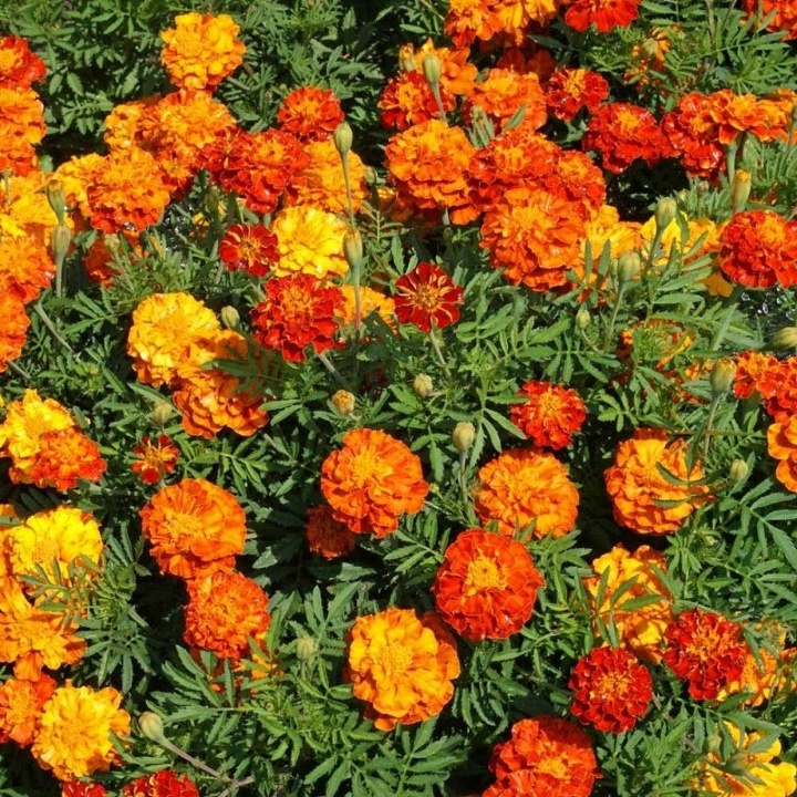 Vạn thọ pháp nhiều màu(0.1g)