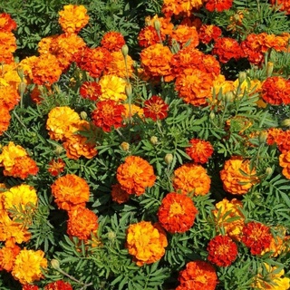 Vạn thọ pháp nhiều màu